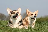 CORGI PEMBROKE 1261